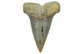Mako & White Shark Teeth For Sale