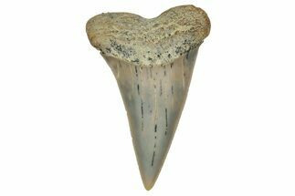 Colorful, Fossil Broad-Tooth Mako Shark Tooth - Bakersfield, CA #351425
