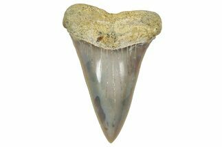 Colorful, Fossil Broad-Tooth Mako Shark Tooth - Bakersfield, CA #351428
