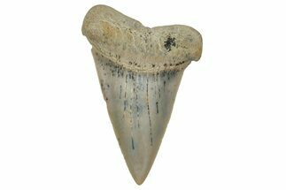 Colorful, Fossil Broad-Tooth Mako Shark Tooth - Bakersfield, CA #351429