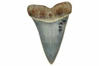 Colorful, Fossil Broad-Tooth Mako Shark Tooth - Bakersfield, CA #351430