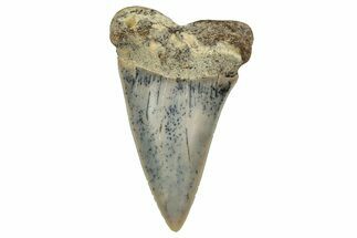 Colorful, Fossil Broad-Tooth Mako Shark Tooth - Bakersfield, CA #351431