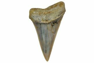 Colorful, Fossil Broad-Tooth Mako Shark Tooth - Bakersfield, CA #351433