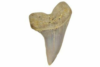 Fossil Shark Tooth (Carcharodon planus) - Bakersfield, CA #351452