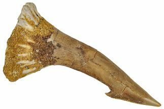 Fossil Sawfish (Onchopristis) Rostral Barb - Morocco #351670