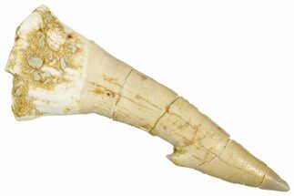 Fossil Sawfish (Onchopristis) Rostral Barb - Morocco #351671