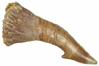 Fossil Sawfish (Onchopristis) Rostral Barb - Morocco #351678