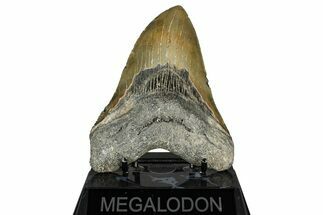 Fossil Megalodon Tooth - North Carolina #351728