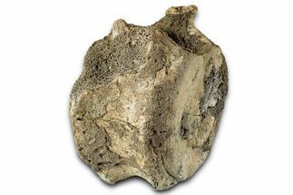 Fossil Triceratops Vertebra Centrum - Montana #351952