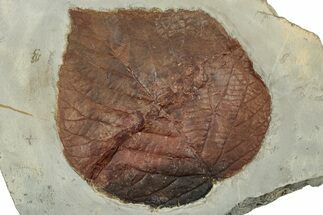 Paleocene Fossil Leaf (Davidia) - Montana #351960