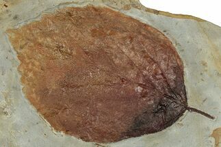 Colorful Fossil Leaf (Beringiaphyllum) - Montana #351966