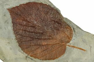 Colorful Fossil Leaf (Beringiaphyllum) - Montana #351968