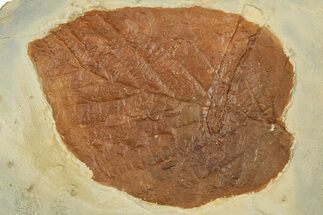Colorful Fossil Leaf (Beringiaphyllum) - Montana #351969