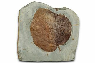 Paleocene Fossil Leaf (Davidia) - Montana #351970