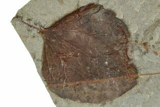 Paleocene Fossil Leaf (Zizyphoides) - Montana #351971