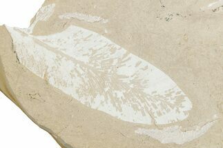 Fossil Seed Fern (Glossopteris) - Australia #351973