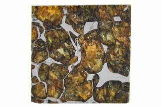 Brahin Pallasite Meteorite ( g) Slice - Belarus #351929