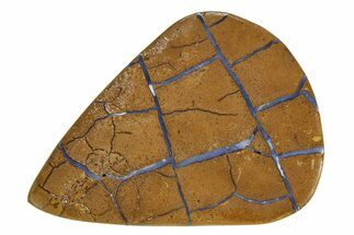 Polished Boulder Opal Specimen - Queensland, Australia #351914