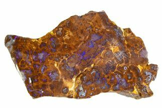 Electric Blue Boulder Opal Specimen - Queensland, Australia #351919