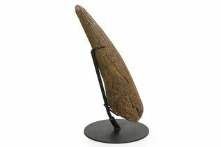 Dinosaur Fossils For Sale