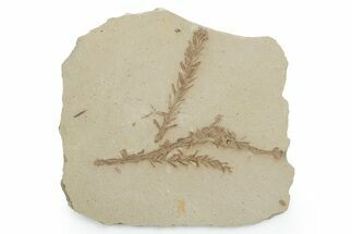 Shale With Dawn Redwood (Metasequoia) Fossils - Montana #351982