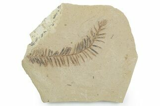 Shale With Dawn Redwood (Metasequoia) Fossils - Montana #351986