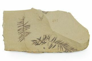 Shale With Dawn Redwood (Metasequoia) Fossils - Montana #351988