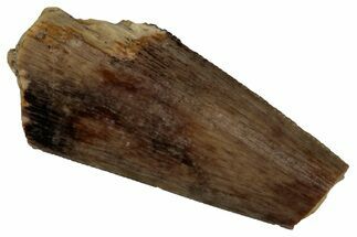 Bargain, Fossil Theropod (Richardoestesia) Tooth - Montana #352042