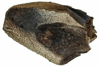 Fossil Hadrosaur (Lambeosaurus?) Partial Tooth - Montana #352046