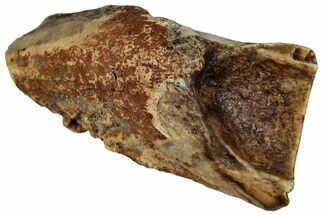 Fossil Triceratops Shed Tooth - Montana #352055