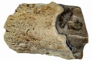 Fossil Triceratops Shed Tooth - Montana #352057