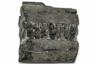 Spectacular Fossil Ichthyosaur Jaw Section - England #352089