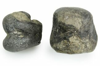 Rare Dinosaur (Hypsilophodon) Bone Assortment - England #352104