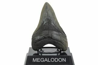 Fossil Megalodon Tooth - South Carolina #352210