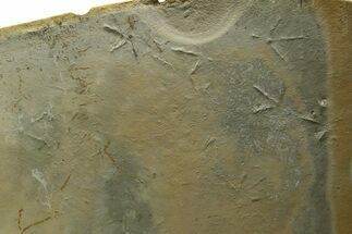 Fossil Bird (Avipeda) Track Plate - Green River Formation, Utah #352253