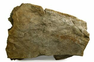 Buy Ichnofossils (Trace Fossils)