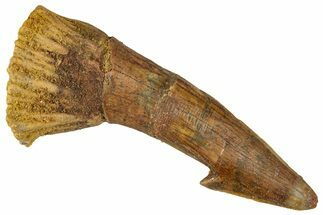 Fossil Sawfish (Onchopristis) Rostral Barb - Morocco #351710