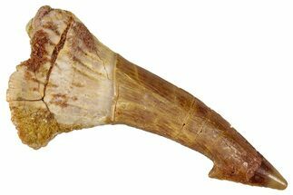 Fossil Sawfish (Onchopristis) Rostral Barb - Morocco #351716