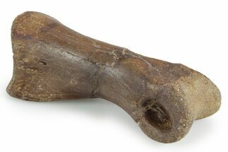 Fossil Ornithomimid Dinosaur Pes Phalanx - Montana #351824