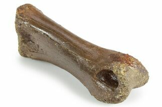 Fossil Ornithomimid Dinosaur Pes Phalanx - Montana #351825