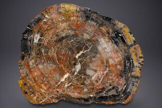 Polished Rainbow Petrified Wood Round - Arizona #352263