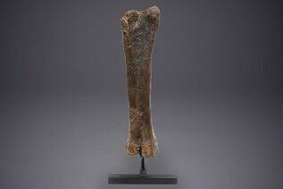 Dinosaur Fossils For Sale