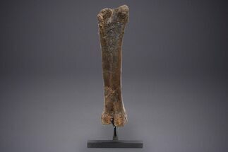 Fossil Hadrosaur Femur With Metal Stand - Montana #352273