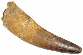 Real Fossil Spinosaurus Tooth - Huge Dinosaur Tooth #351614