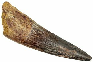 Real Fossil Spinosaurus Tooth - Restored Tip #351632