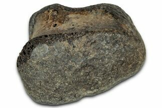 Fossil Hadrosaur (Edmontosaurus) Phalanx - Montana #352291