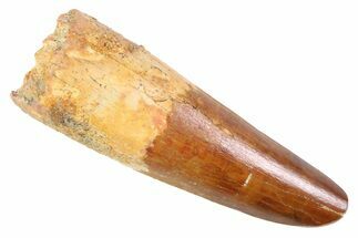 Fossil Spinosaurus Tooth - Real Dinosaur Tooth #352382