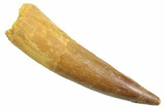 Fossil Spinosaurus Tooth - Real Dinosaur Tooth #352388