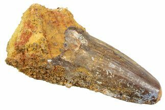 Fossil Spinosaurus Tooth - Real Dinosaur Tooth #352399