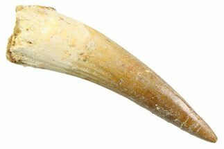Fossil Spinosaurus Tooth - Nice Unworn Tip #352402